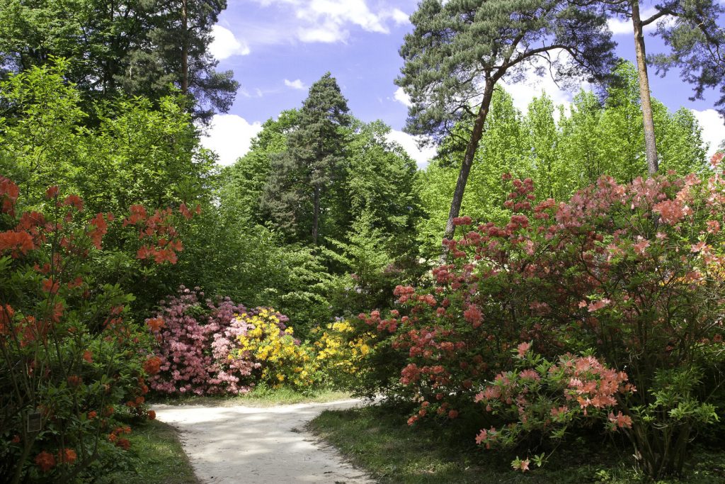 fotografia Arboretum Rogów