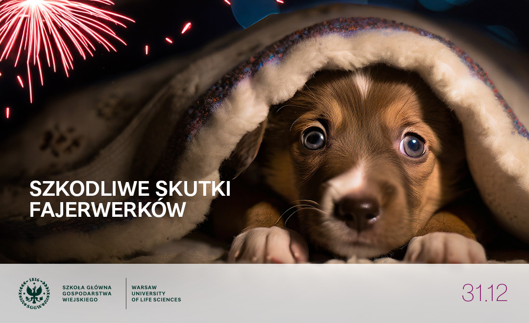 szkodliwe skutki fajerwerków