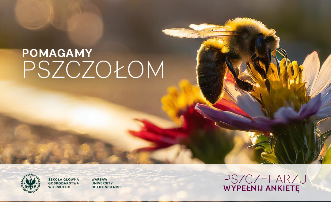 pszczoła na kwiatku